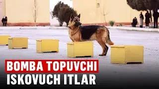 Xizmat itlari qanday tayyorlanadi?