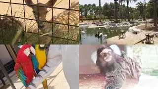 Отличный визит в зоопарк