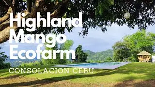 Highland Mango Ecofarm| Consolacion Cebu