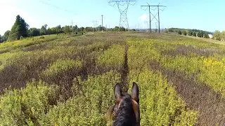 Relaxing Bareback & Bridleless ride down the power lines (a praying mantis tried to fight my horse)