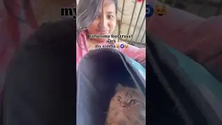 Bus travel with simba #viralshort #minivlog #vlog #shortvideo #cattravels #viral #shorts #cat #simba