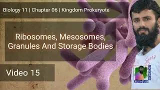 Bacterial Ribosomes Mesosomes Granules Storage Bodies | Chp 06 | Video 15 | FSc 11 Biology | Oli-pi