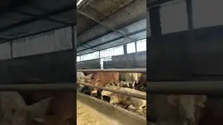 mucche pulite e sdraiate mentre fuori piove