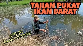 #EP546 Sarang Sang Pemakan Kangkung - memukat ikan darat di tali air