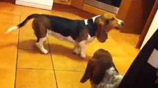 Basset Hound howling mad