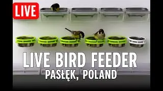Karmnik na tarasie &ndash; ptaki na żywo HD | Relaksujące dźwięki natury | Pasłęk, Polska