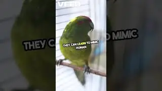 Animals Being Hilariously Entertaining!