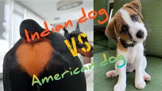 Indian dog vs American dog