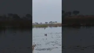 Green teal hunt closed rang hunt and down perfect shot #duckhunt #duckhunters