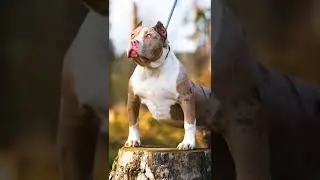 Pittbull Looking So Beautiful and Danger 😱#shorts #pittbull #dog #look #danger #viral