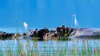 Hippo Pod @ Lake Sibaya ~ Sodwana Bay   South Africa