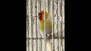 CARDELLINO MUTATO RICHIAMO CANTO #cardellino #cardellini #birds #canto #canaryspace