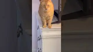 telling my kitty Dexter, I have to go out again, cute cats🐈🐈🐈&zwj;⬛😽🐾🤍🤍