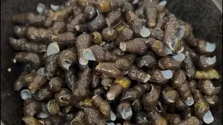 Snail curry With Black Lentils 😋