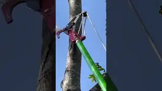 Madecol Tree Services LLC: Professional Tree Trimming & Removal