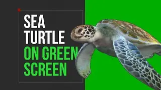 Green Screen | Sea turtle on key-able green screen | Free footage | No copyright