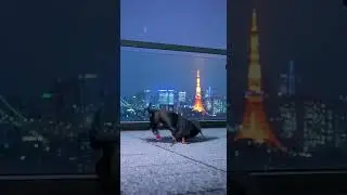 Найкрутіший пес планети: Токіо, сніг, брейк-данс і ланцюг на шиї 💎❄️
