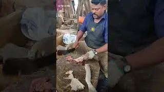 KASIMEDU SPEED SELVAM FISH CUTTING VIDEO #fishcutting #selvamfastcutting #kasimeduselvam #shortfeed