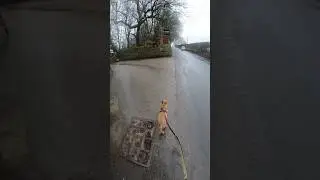 Round the Ressies with Buddy 🏃&zwj;♂️ 🐕