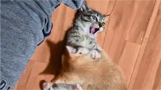 Kitten angry & fight because other Kitten keeps making her box fall, so funny