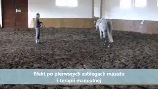 Fizjoterapia koni (efekty masażu) Fizjo-Equi-Med