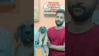 Dog starting price 3000 only Home delivery all bihar 9708515889 #pets #dogbreed #dog #puppy #lab