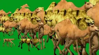 Green Screen Camels Spring Running HD Green Screen Blue Screen Black Screen Video