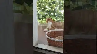 Всегда вместе, сладкая парочка. Sempre insieme #italy #gattini #cat #котки #catcat #cats #котики