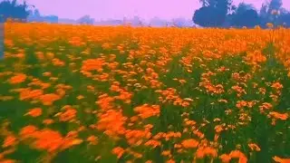 Sarson Ka Phool Kitni acchi hai Kitni Pyariদেখতে শুনতে মানুষ আমরা এই দুনিয়াই সবাই পর💞🥀#love #duet 