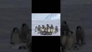 Penguin edit #penguin #edit #penguinedit #cute #animals #article #cold #birds #katyperry