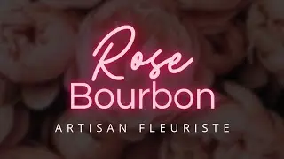 Rose bourbon, des fleurs, des &eacute;motions.