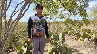 INICIANDO O CORTE DA PALMA PARA O GADO 