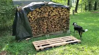 9 Sept 22   Wood n Frog