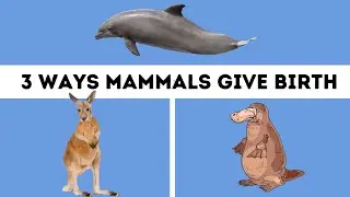 Mammals- Three Different Ways Mammals give Birth