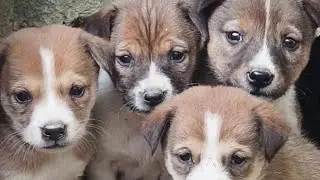 Heartwarming Moments Between Dog Mom and Her Adorable Puppies #puppylove #dogbonding
