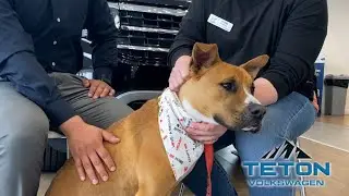 Meet Iggy - the longest resident at the Snake River Animal Shelter