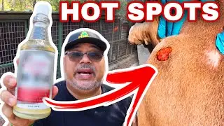 STOP Ignoring HOT SPOTS on Your American Bully Puppy | Food Experiment UPDATE!!!