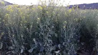 Choosing a Canola Variety for Kenya #ThinkAgronomy