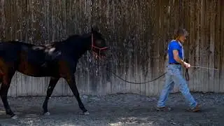 CAVALCAILVENTO - Prime fasi di addestramento del puledro