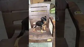 🐶 Breed: Min Pin👶 Age: 37 Days♂️ Gender: male💉 Vaccinated: Yes📍 Location: Ujjain