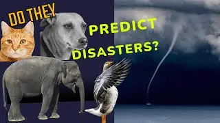 Can Animals Predict Disasters?