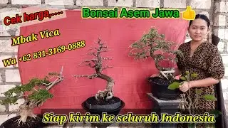 Cek harga n detail.. Bonsai asem Jawa dll di mbak Vica Wa +62 831-3169-0888