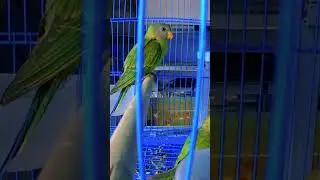 Beautiful parrots in Asia #shorts #birds #Animal