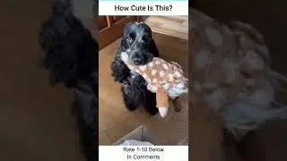 Black Cocker Spaniel Loves His New Toy
