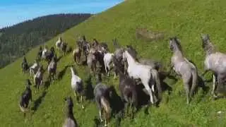 LIPIZZANER - PERFECT HORSE