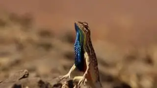 Fan throated lizard