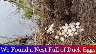We found a huge nest full of duck eggs - Homestead VLOG