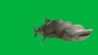 Whale Shark From Animal Crossing Swimming in Front of a Green Screen