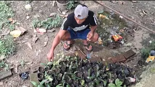 AMBIL TEMPE DI RUMAH PT SEMOYO !! BIBIT SAWIT WES SIAP TANAM AREA GUWO LOWO‼️