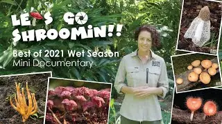 Best of Mushrooms & Fungi 2021 | Cairns & Wet Tropics of Queensland, Australia - Mini-Documentary